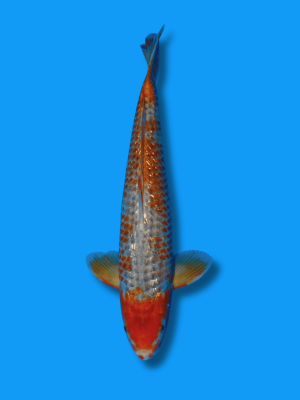 Ginrin Golden Corn | Koi&Co.